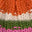 Swatch image for hat product id: 740575